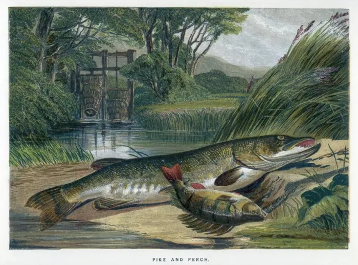 Framed Print : A Pike and a Perch Print Framed Print : A Pike and a Perch Print