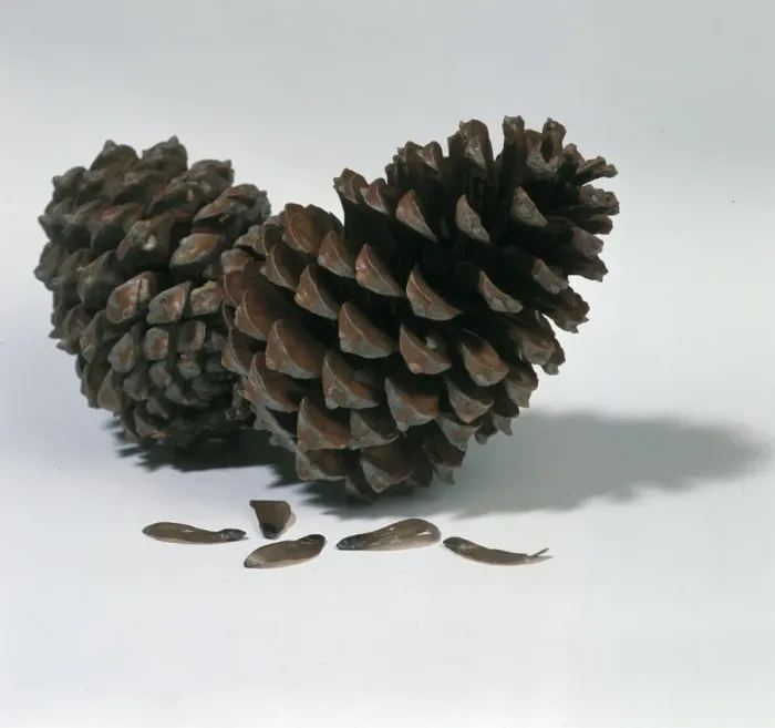 Framed Print : Pine Cones Print Framed Print : Pine Cones Print