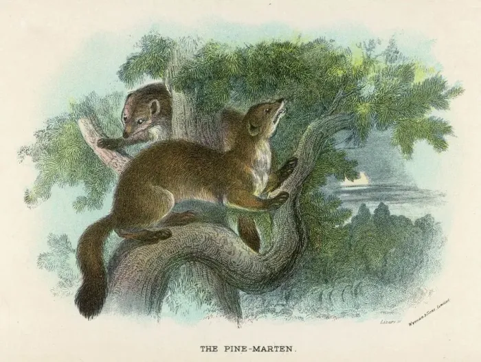 Framed Print : Pine Marten Print in Tree Framed Print : Pine Marten Print in Tree