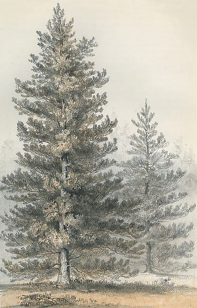 Pinus Contorta