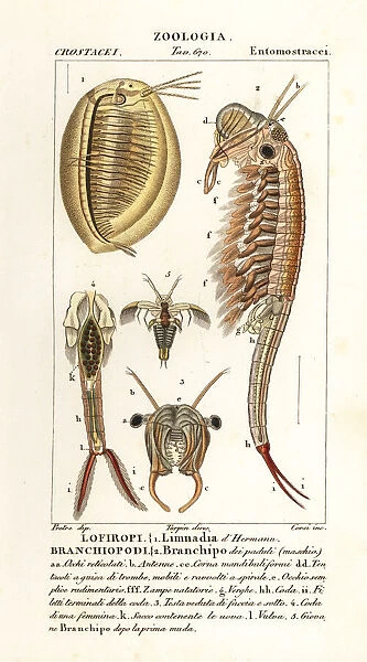 Planktonic crustaceans: Limnadia hermani and Branchinecta