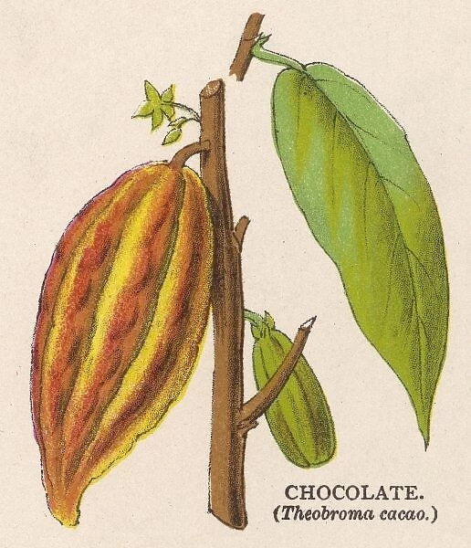 Plant  /  Theobroma Cacao