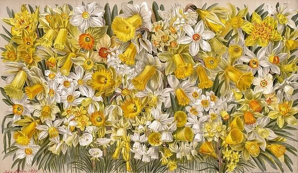 Plants  /  Narcissus Species