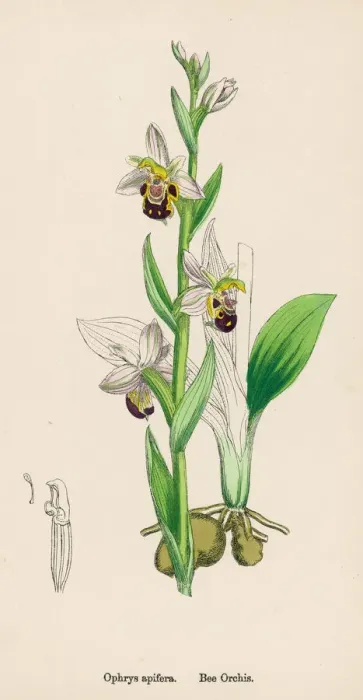 Framed Print : Bee Orchid Print Framed Print : Bee Orchid Print