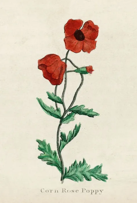 Framed Print : Print of a Corn Poppy in Bloom Framed Print : Print of a Corn Poppy in Bloom