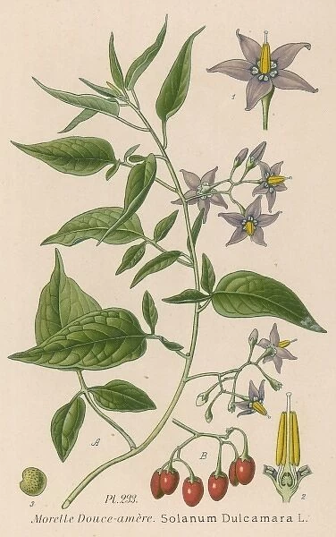 Plants  /  Solanum Dulcamara