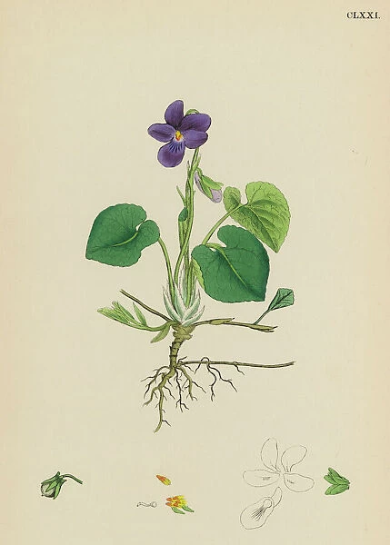 Plants  /  Viola Odorata