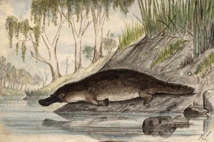 Framed Print : Print of Platypus Framed Print : Print of Platypus