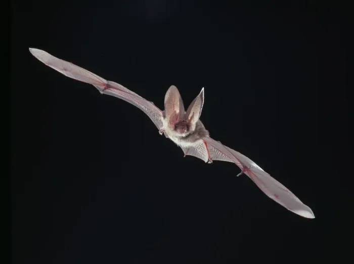 Framed Print : Plecotus sp. Long-eared Bat in Flight Print Framed Print : Plecotus sp. Long-eared Bat in Flight Print