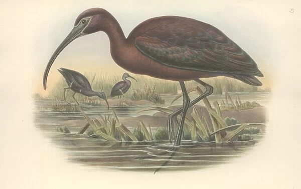 Plegadis falcinellus, glossy ibis