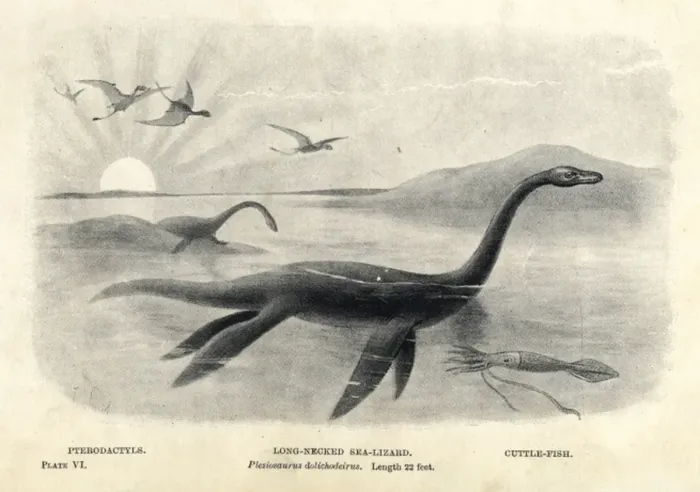 Framed Print : Plesiosaurus dolichodeirus Lithograph Print, 1894 Framed Print : Plesiosaurus dolichodeirus Lithograph Print, 1894