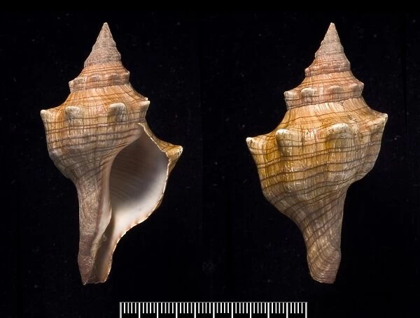 Pleuroploca trapezium, trapezium horse conch