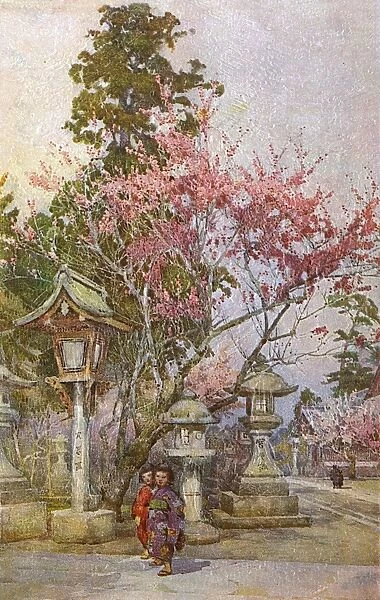 Plum Blossom and Stone Lanterns, Japan