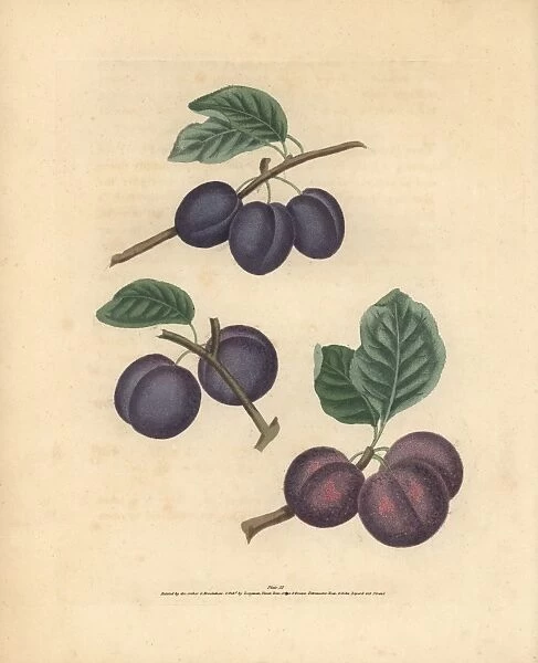 Plum varieties, Prunus domestica