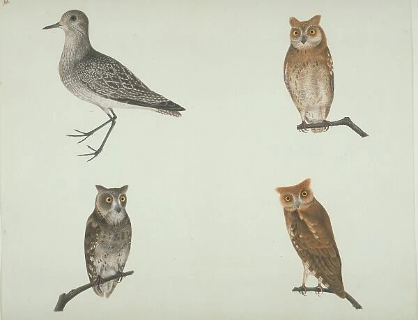 Pluvalis squatarola, grey plover and other owls