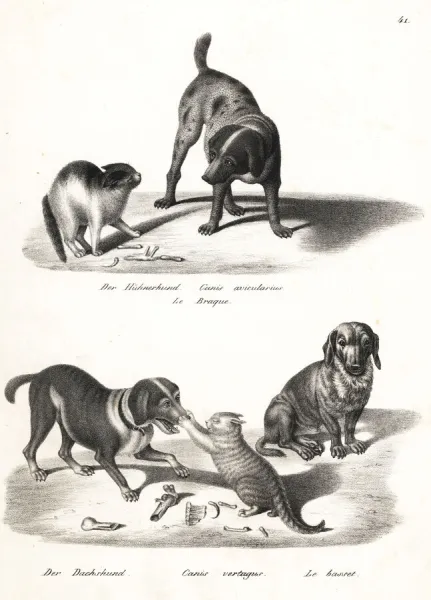 Pointer, dachshund and basset hound