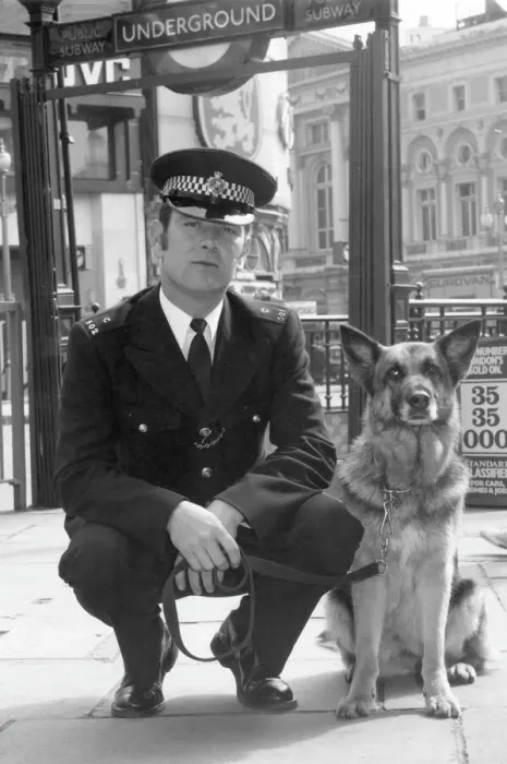 Framed Print : Police dog handler Print