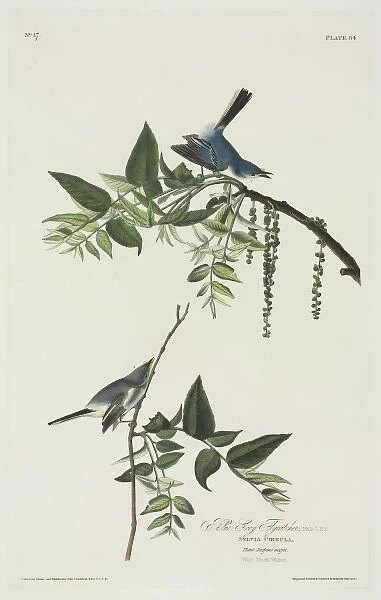 Polioptila caerulea, blue-grey gnatcatcher