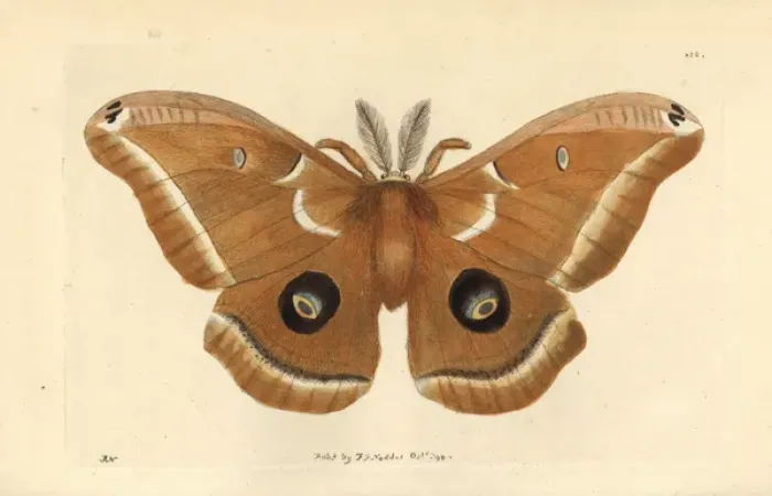 Framed Print : Polyphemus Moth Print, 1798 Framed Print : Polyphemus Moth Print, 1798