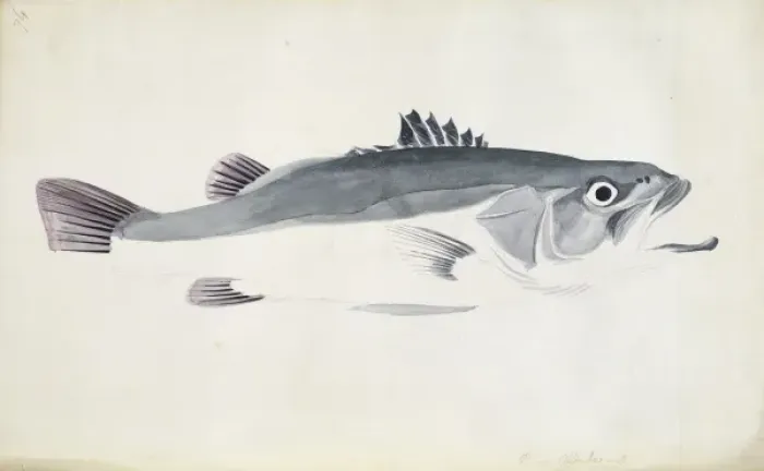 Framed Print : Print of Polyprion oxygenios, a hapuku Framed Print : Print of Polyprion oxygenios, a hapuku