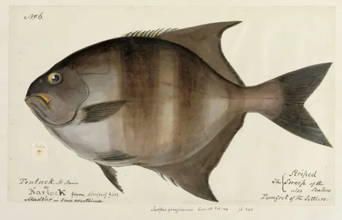 Framed Print : Pomfret Print from King Georges Sound Illustration, 1839-42 Framed Print : Pomfret Print from King Georges Sound Illustration, 1839-42