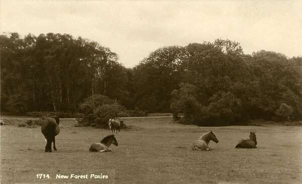 Ponies, New Forest, Lyndhurst, Hampshire, England