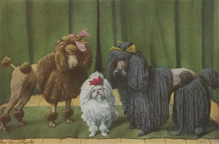 Framed Print : Three Poodle Specimens Print, 1919 Framed Print : Three Poodle Specimens Print, 1919