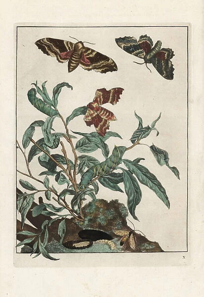 Poplar hawk-moth, Laothoe populi