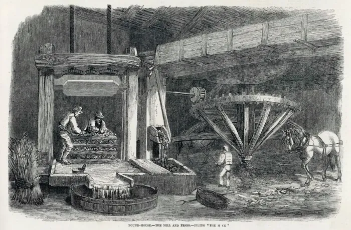 Framed Print : Print of Pressing Cider Apples at a Devon Farm Framed Print : Print of Pressing Cider Apples at a Devon Farm