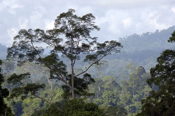 Primary rainforest on hill-slopes in river Danum