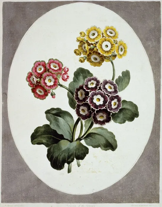 Framed Print : Primula auricula Print, 1795, Botany Library Framed Print : Primula auricula Print, 1795, Botany Library