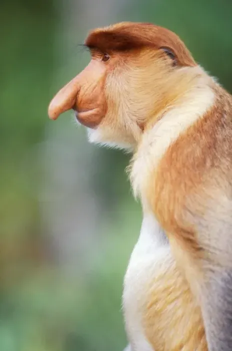 Framed Print : Proboscis Monkey Print Framed Print : Proboscis Monkey Print