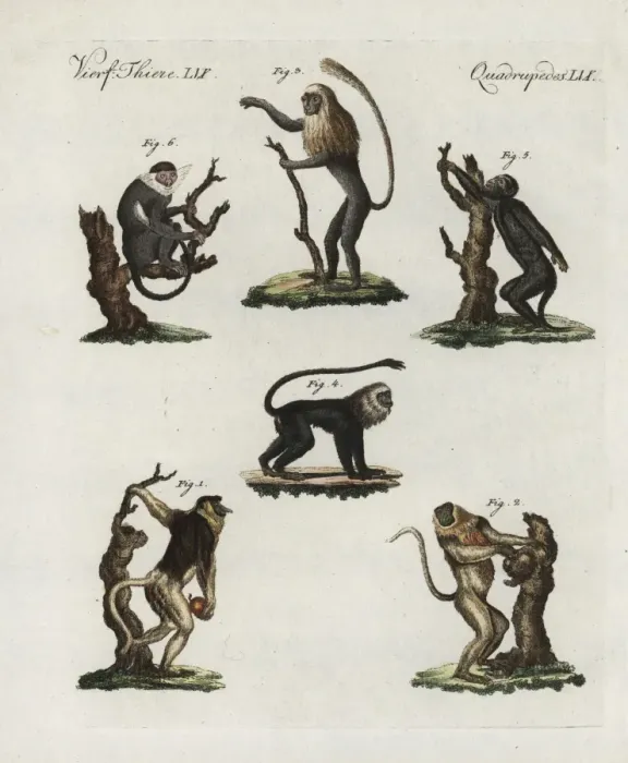 Framed Print : Proboscis Monkey and Primate Print, 1798 Framed Print : Proboscis Monkey and Primate Print, 1798