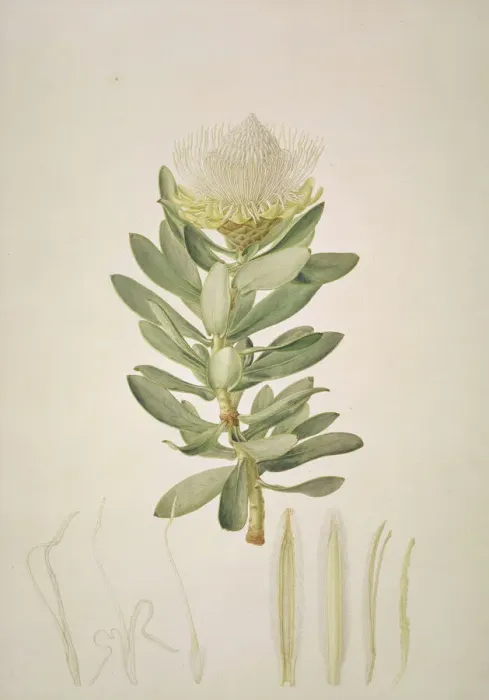 Framed Print : Protea nitida, wagon tree Print (1796) Framed Print : Protea nitida, wagon tree Print (1796)