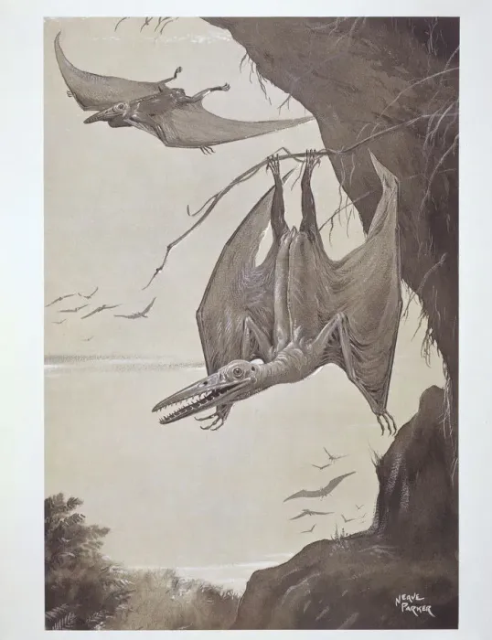 Framed Print : Pterodactyl Print Framed Print : Pterodactyl Print
