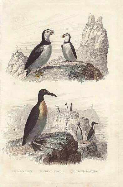 Puffin, extinct great auk, and emperor penguin