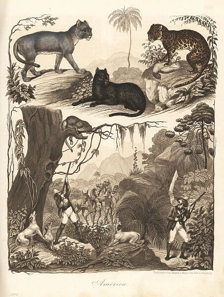Puma, ocelot and jaguar