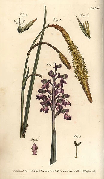 Purple orchid, Orchis mascula, and sedge grass, Carex hirta