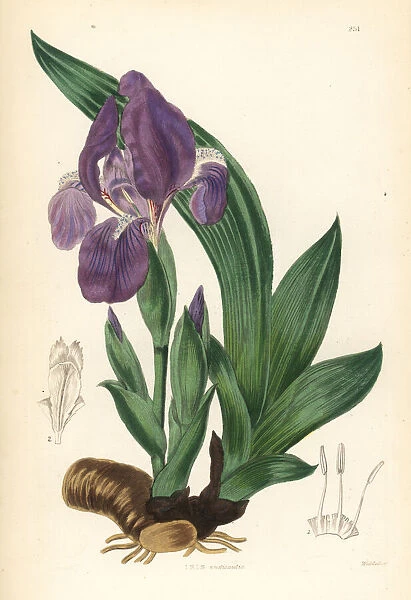 Pygmy iris, Iris pumila
