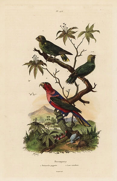 Pygmy parrot, Micropsitta pusio, and black-capped