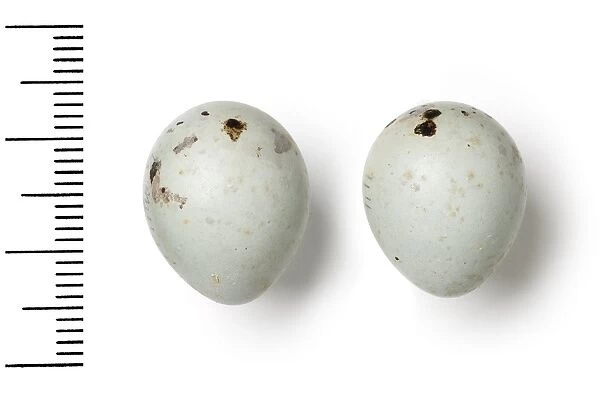 Pyrrhula pyrrhula, eurasian bullfinch eggs