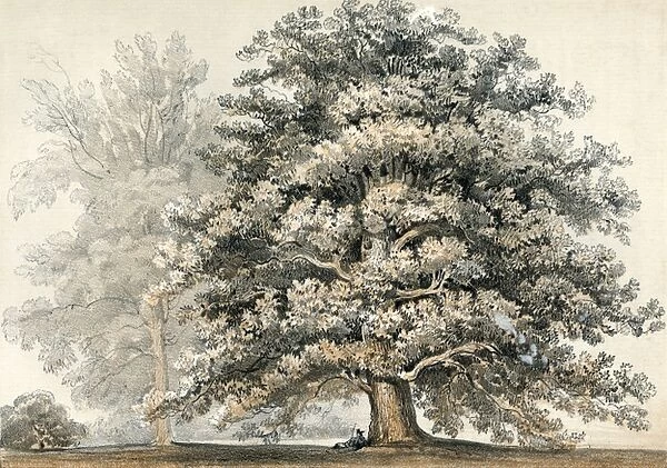 Quercus Hindsii