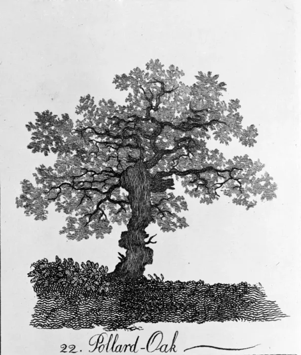 Framed Print : Pollard Oak Print, 1786 Framed Print : Pollard Oak Print, 1786