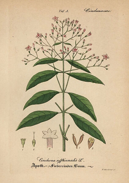 Quinine, red cinchona or cinchona bark, Cinchona officinalis