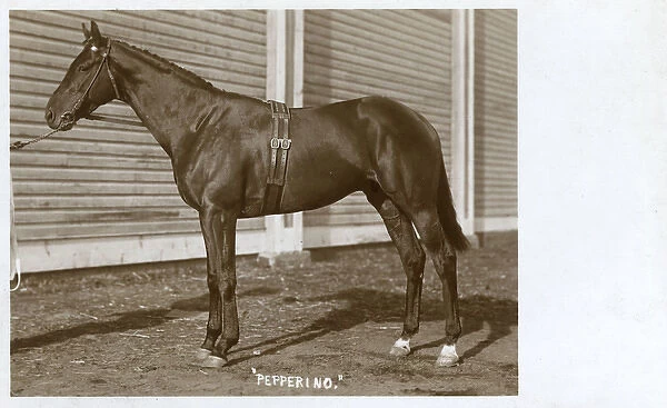 Racehorse named Pepperino