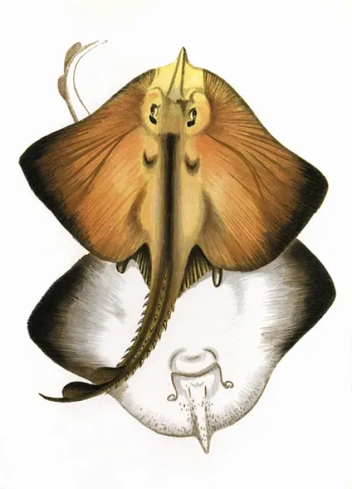 Framed Print : Print of Bordered Ray Raia marginata, 1862 Framed Print : Print of Bordered Ray Raia marginata, 1862