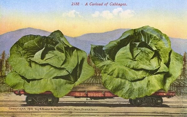 Rail car transporting giant cabbages