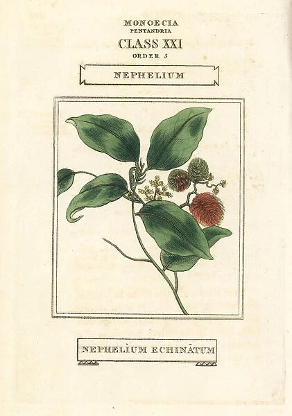 Rambutan, Nephelium lappaceum