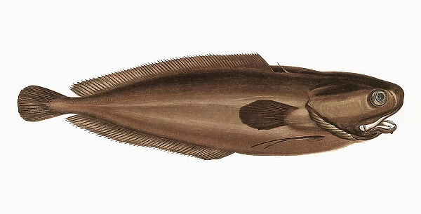 Raniceps raninus, or Tadpole Fish
