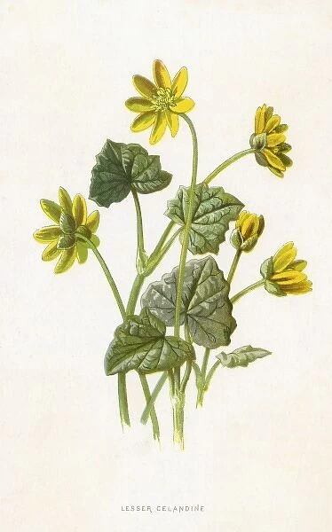 Ranunculus Ficaria